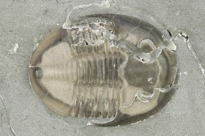 Isoteloides Flexus Trilobite - Fillmore Formation, Utah #274040